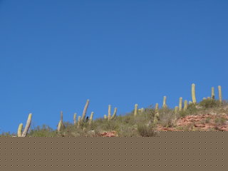 cuesta de Miranda-les cactus candelabres