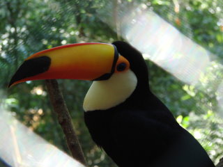 toucan