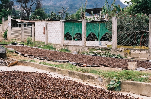 Séchage du café dans les cours de San Pedro