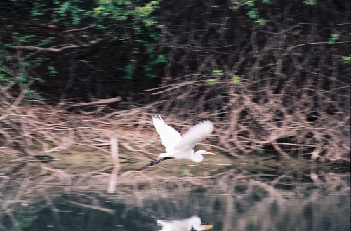 Aigrette