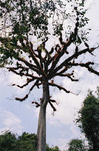 le ceiba