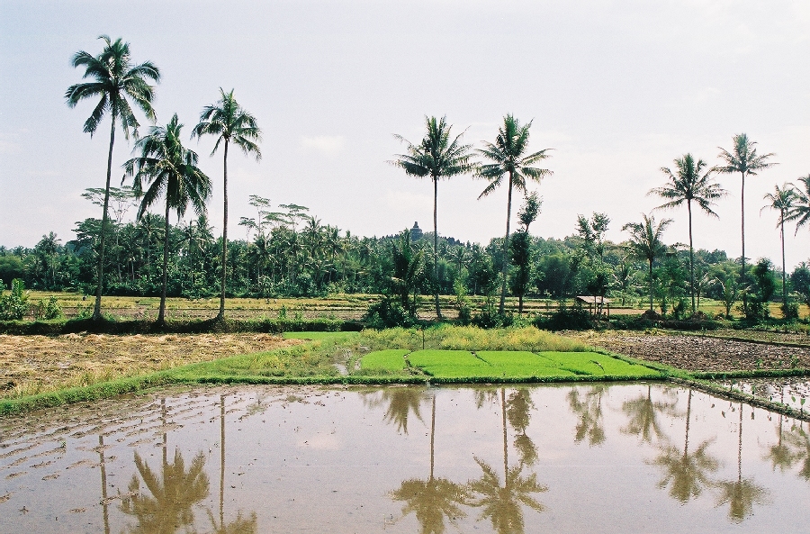 rizières sur la route de Borobudur
